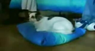 একটি আন্তজাতিক বেলেল্লাপনা কেন্দ্রে অনলস ফিলি আমেরিকান এইচডি সেক্স ভিডিও